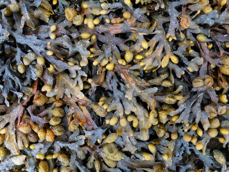 Fucus vesiculosus. Bladder wrack seaweed during low tide.