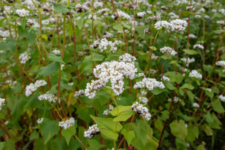Buckwheat plantation in bloom. Fagopyrum esculentum plants with white flowers.