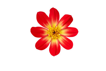 Red dahlia simple flower with eight petals and yellow center isolated on whiteの写真素材