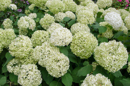 Smooth hydrangea or wild hydrangea or sevenbark or sheep flower white bloom. Hydrangea arborescens...