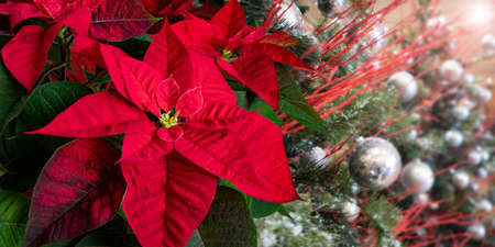 Poinsettia or euphorbia pulcherrima flowers on the decorated Christmas tree blurred background. Flor de Pascua. Christmas Eve plant.の写真素材