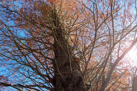 Metasequoia glyptostroboides or dawn redwood tree trunk and branches with autumn colored red leaves