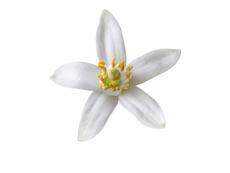 Orange tree blossom single white flower isolated on white. Neroli citrus bloom.