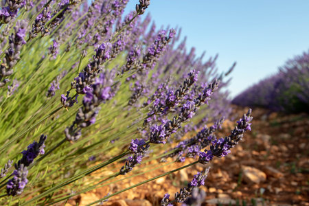 Purple lavender flowers at the field. Lavandula angustifolia plantation. Blurred background.