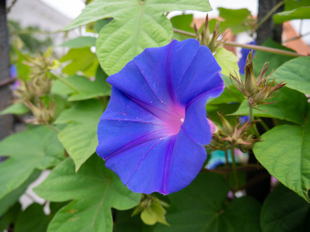 Blue morning glory or koali awa or Ipomoea indica bright blue trumpet-shaped flower closeup.の写真素材