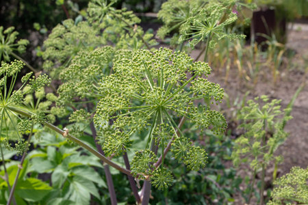 Garden angelica or wild celery plant from the family Apiaceae. Angelica archangelica.
