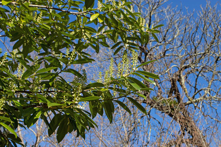 Prunus laurocerasus or cherry laurel branches with green leaves and white flowers