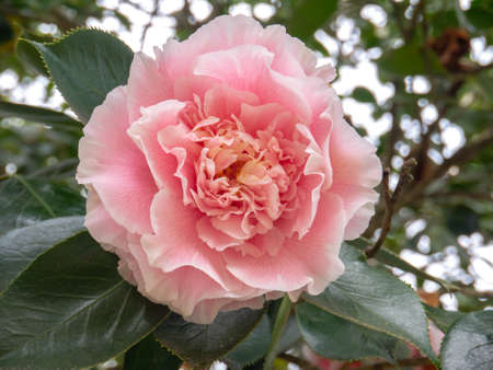 Pale pink camellia japonica peony form flower in the garden. Japanese tsubaki.の写真素材