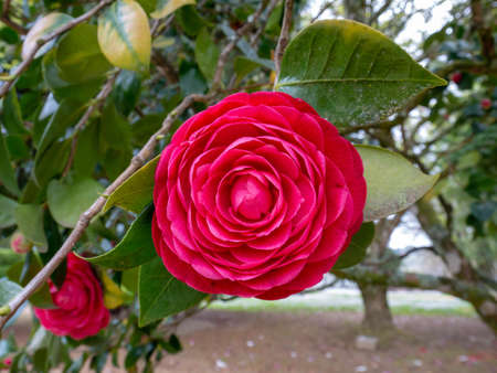 Crimson red camellia japonica rose form flower in the garden. Japanese tsubaki.の写真素材