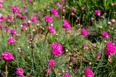Armeria maritima, the thrift, sea thrift or sea pink flowering plant with bright colorful flowersの写真素材