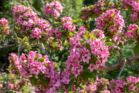 Weigela japonica flowering shrub covered with abundant pink flowers in the spring