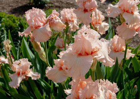 Bearded iris cultivar flowers with pale pink standards and falls and coral beard.