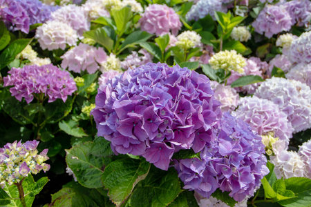 Purple hydrangea macrophylla flower head closeup. Hortensia flowering plant.