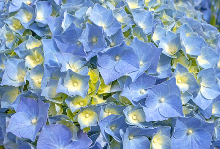 Blue hydrangea macrophylla flowers and yellow buds closeup background. Spectacular hortensia...