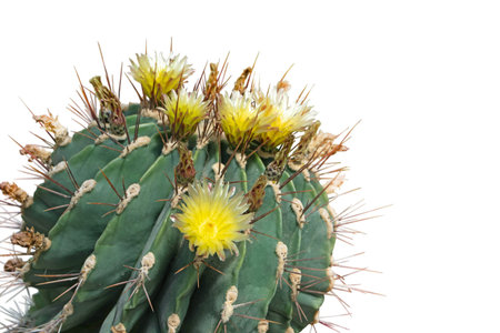 Cactus flowering with yellow flowers isolated on white. Decorative globular succulent plant.
