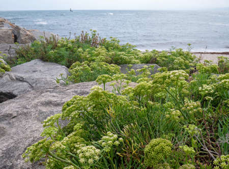 Crithmum maritimum, rock samphire or sea fennel or samphire flowering succulent plants on the stones at the coast
near Burela lighthouse, Galicia, Spainの写真素材