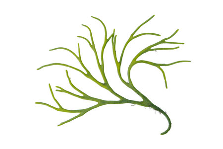 Codium tomentosum or velvet horn or spongeweed green alga branch isolated on white.