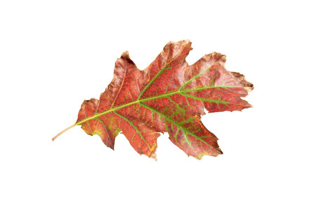 Autumn red oak leaf isolated on white. Fall dry foliage.の写真素材