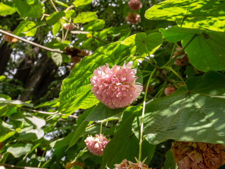 Dombeya wallichii or pinkball or pink ball tree or tropical hydrangea plant with pink flowers in the sunny gardenの写真素材