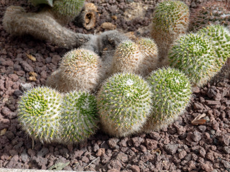 Mammillaria standleyi or mammillaria craigii cactus succulent plantの写真素材