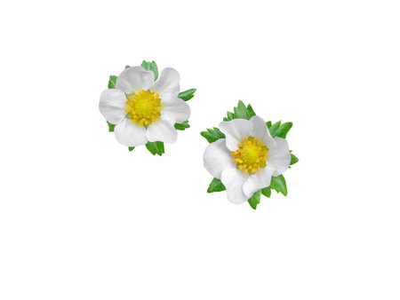 Garden strawberry flowers and leaves isolated on white. Fragaria x ananassa plantの写真素材