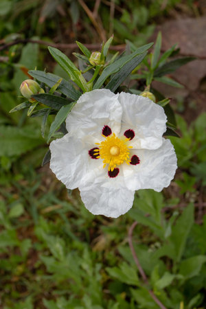 Cistus ladanifer or gum rockrose or labdanum or common gum cistus or brown-eyed rockrose flower with five crumpled papery white petals with maroon spot at the base and yellow stamens and pistilsの写真素材