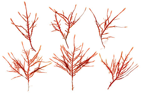 Red seaweed or rhodophyta branches set isolated on white. Red algae.
