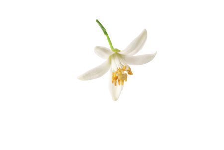 Orange tree flower closeup. White petals and yellow stamens. Neroli fragrant bloom isolated on white.の写真素材