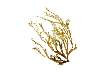 Dictyota brown seaweed branch isolated on white. Brown algae.の写真素材