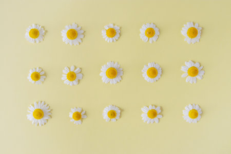 White daisy or chamomile flowers on the pale yellow paper background. Square planting pattern.の写真素材