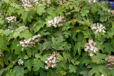 Hydrangea quercifolia or oakleaf hydrangea plant with white flowers.
