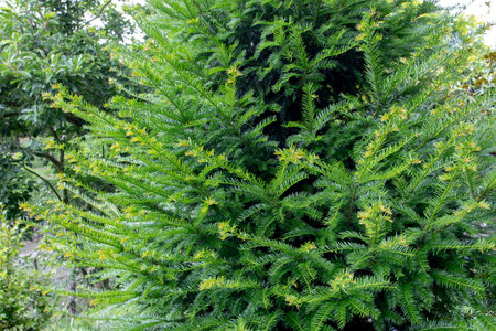 Taxus baccata or common yew evergreen coniferous tree with flat, dark-green leaves. Family Taxaceae.の写真素材