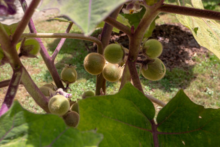 Solanum quitoense or naranjilla plant unripe fruits closeupの写真素材