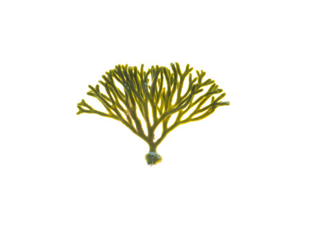 Velvet horn or codium tomentosum seaweed isolated on white.  Spongeweed algae.の写真素材