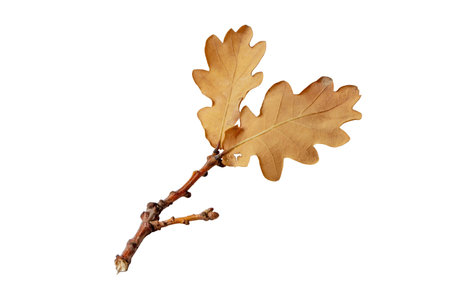 Two dry brown oak leaves branch isolated on white. Autumn season fallen foliage.