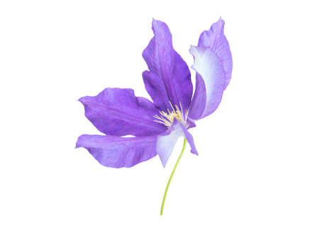 Purple clematis flower closeup isolated on white. Shallow focus. Clematis jackmanii bloom sway in the wind side view.の写真素材