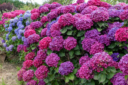 Dark purple and blue hydrangea macrophylla flowering plants in the garden. Hortensia flowers.