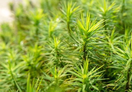 Bright green moss at the sunny forest edge. Polytrichum commune ,common haircap,great golden...