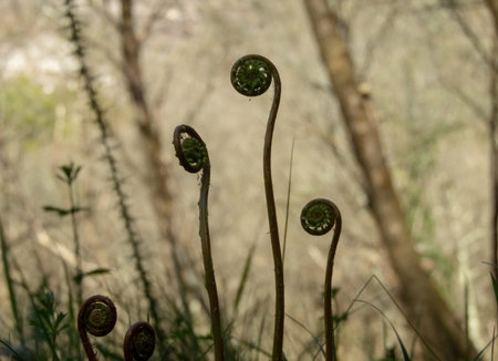 New deer fern or blechnum spicant plant growth in the spring forest