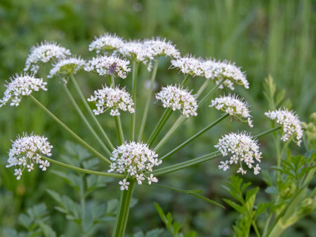 Oenanthe crocata small white flowers. Hemlock water-dropwort or dead man's fingers umbel...