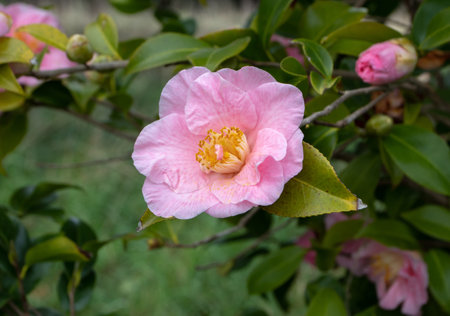 Pale pink camellia japonica semi-double flower. Japanese camellia flowering plant branches with tender flowers and buds. Tsubaki bloom.の写真素材