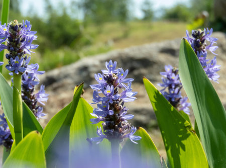Pontederia cordata purple flowers with yellow markings and bright green leaves. Pickerel weed...