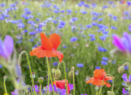 Red poppy and blue cornflower flowers, buds and stems on the summer meadow. Centaurea cyanus flowering plants. Bachelor's button flowers background.の写真素材