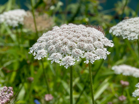 Daucus carota or wild carrot white umbel closeup. European wild carrot,bird's nest or bishop's lace...
