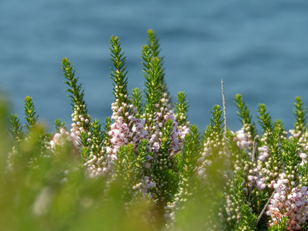 Cornish heath or wandering heath flowering plant on the blurred blue sea background.  Evergreen heather. Erica vagans pale pink flowers and needle-like foliage.の写真素材