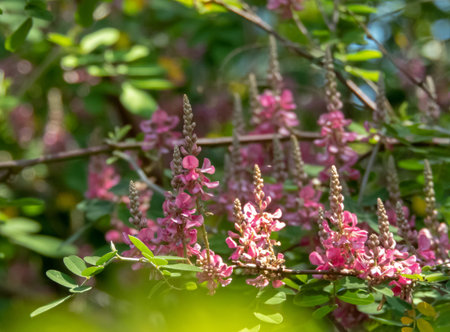 Indigofera tinctoria branches with leaves and pink flowers with blurred foreground. True indigo plant from the bean family the source of indigo dye.の写真素材