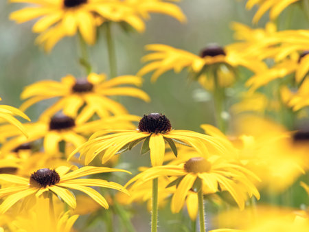 Rudbeckia hirta bright yellow flowers with blurred foreground. Black-eyed Susan ornamental garden plant. Rudbeckia flower heads with black center and bright petals closeup.の写真素材