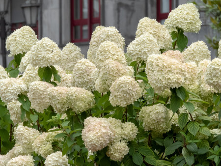 Hydrangea paniculata flowering shrub. Panicled hydrangea white flower heads.