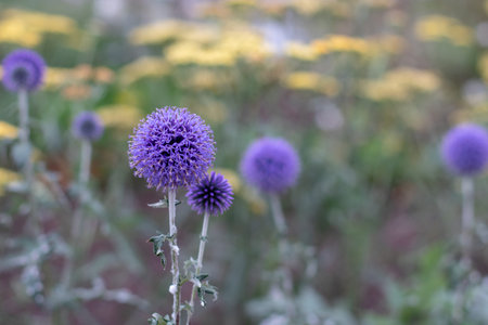 Echinops bannaticus purple globe flowes on the blurred yellow yarrow or achillea millefolium flowers...