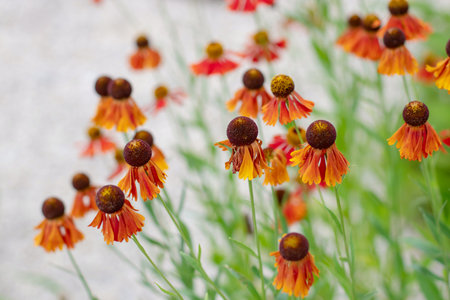 Helenium hybrid flowers with shallow focus. Bright orange autumn daisy-like composite flower heads...